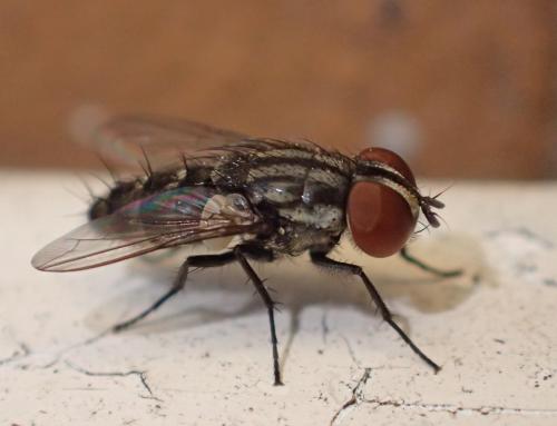Amobia signata